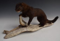 Taxidermy study of a mink mounted on a wooden log, length 53cm