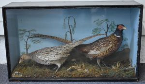 Taxidermy study of male and female pheasants in naturalistic setting, in glazed case, 85 x 49 x