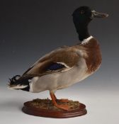 Taxidermy study of a mallard drake mounted on wooden plinth, H38cm.