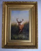 19thC oil on board stag in marshland with lily pads in the water, indistinctly signed lower right,