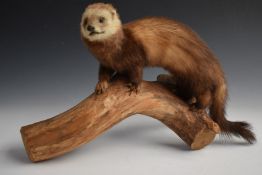 Two taxidermy studies of polecats, pine martens or ferrets both mounted on logs, one on wooden
