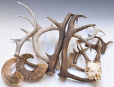 Large collection of deer antlers, two rams horns etc