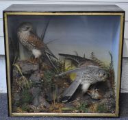 Edwardian taxidermy study of kestrels in a glazed case, W56 x D27 x H53cm, vendor advises probably