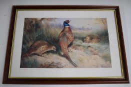 Four Archibald Thorburn limited edition prints of game birds including pheasants, woodcock and