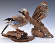 Two taxidermy studies of birds red legged partridge and a jay, both mounted on logs, largest H29cm