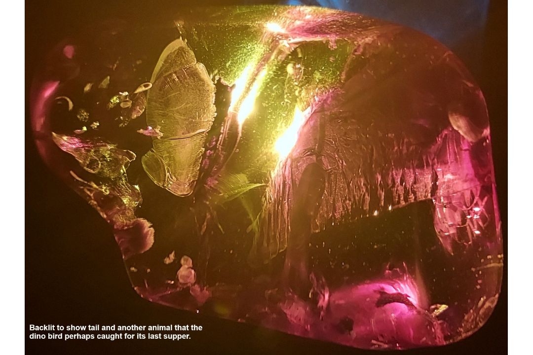 A Burmite Amber fossil specimen containing a red bird from the age of the dinosaurs - Image 6 of 6