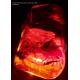 A Burmite Amber fossil specimen containing a red bird from the age of the dinosaurs - Image 4 of 6