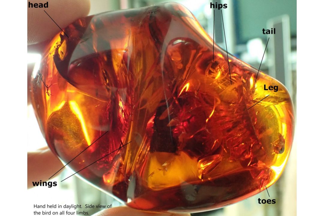 A Burmite Amber fossil specimen containing a red bird from the age of the dinosaurs - Image 1 of 6