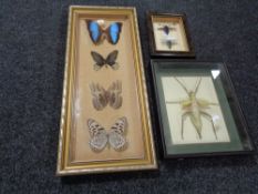 Three insect display cases containing specimens