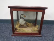 An antique wooden display case containing a taxidermy puffin