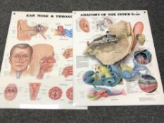 Two wall mounted medical charts