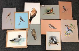 James Deacon : Portrait of a cock pheasant, watercolour.