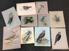 James Deacon : Portrait of a kingfisher perched on a branch, watercolour, 27 cm x 22 cm,