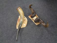 A set of mounted buffalo horns together with a further cow horn on stand.