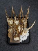 Seven deer skulls with antlers mounted on wooden plaques