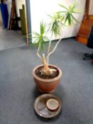 A large house plant in pot together with two pottery plant pot stands