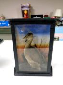 A taxidermy seabird in case, case height 29.