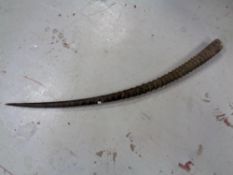 A gazelle antler