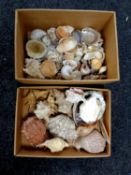 Two boxes containing a quantity of sea shells