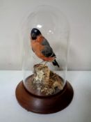 A taxidermy study, Bullfinch,
