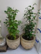 A pair of concrete garden planters containing camellia shrubs