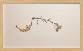 Helen Mirra. ”Phyllodoce caerulea & Achillea millefolium (Blue heath & Yarrow)”. 2007