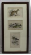 Sir William Jardine Antique Hand Coloured Engravings Framed