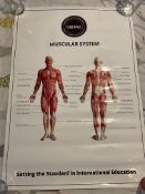 CIBTAC Medical Posters