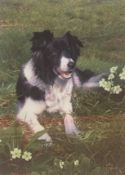 Steven Townsend signed limited edition print “Isla” Collie dog in meadow of primroses