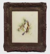 Framed Songbird Watercolour by Royal Worcester Artist Peplow