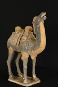 Camel