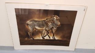 Zebra Grevys Print (600 X 800mm)