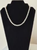 Single Row String Of White Cultured Pearls