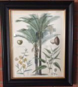 Botanical Art Framed Print 2