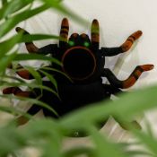 (R1F) 12x Red5 RC Wall Climbing Tarantula.
