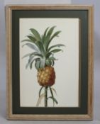 Bromelia Ananas
