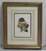 Primula Auricula