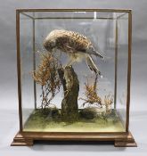 Fine Edwardian Cased Taxidermy Kestrel