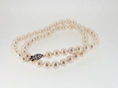 Certified Akoya Pearls Necklace 18