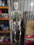 Life Size Anatomical Human Skeleton RRP £110 Grade U.