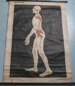 Skelett-Tafeln der Wirbeltiere u. des Menschen, Nr. 7 