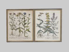 BESLER, Basilius: Lysimachia / Iacea