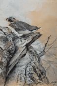 * George Edward Lodge [1860-1954]- Nuthatch,:- signed and dated 1951, watercolour en grisaille, 24.