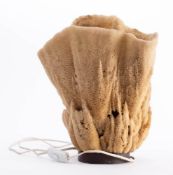 Two large conch shells, together with one other shell,