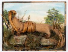 An early 20th century taxidermy Mongoose and Cobra: entwined in battle,