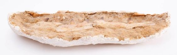 A Mosasaur jaw bone section: late Cretaceous period, 55cm long.