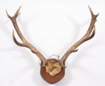 A pair of eleven point antlers on a shield plinth: