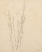 * Eliot Hodgkin [1905-1987]- Study of plant stems and trusses,:- signed bottom right,