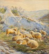 Fred Williamson [late 19th Century]- Sheep in a rocky upland pasture,