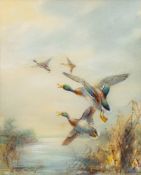 * William E. Powell [1878-1955]- Mallards in flight,:- signed watercolour, 28 x 22cm.